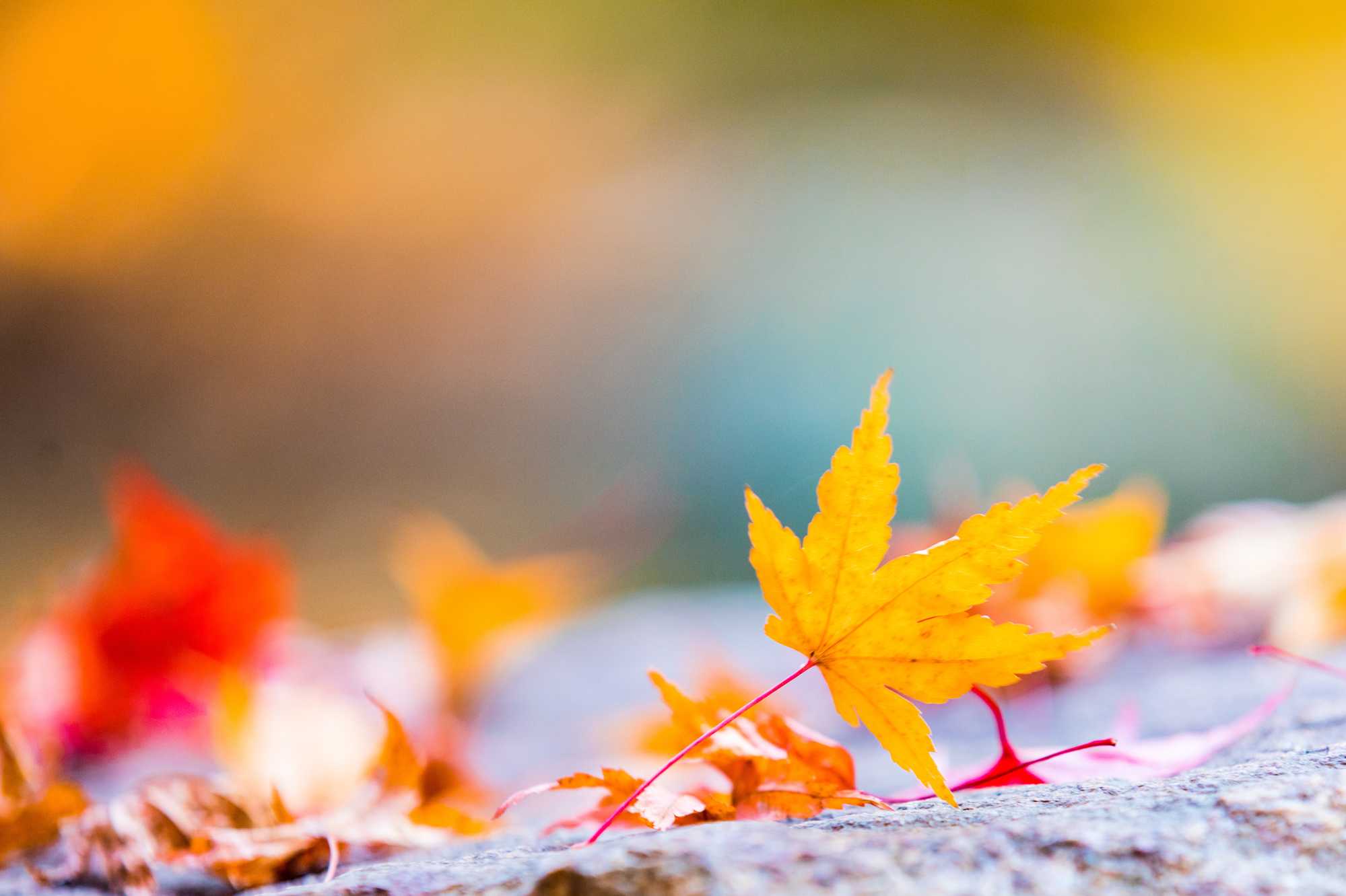 FALL_AdobeStock_277774782